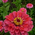 Zinnia elegans 'Super Yoga rose' fleur